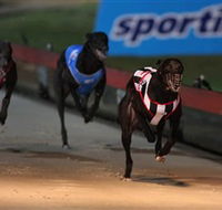 Dapto Dogs - Hotel Gold Coast