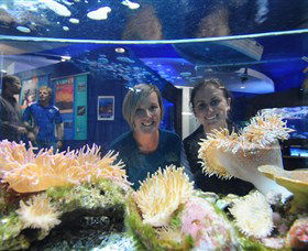 Solitary Islands Aquarium - Hotel Gold Coast 0