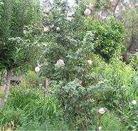 Tombstone Estate Vineyard - Hotel Gold Coast