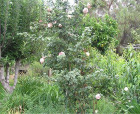 Tombstone Estate Vineyard - Hotel Gold Coast 0