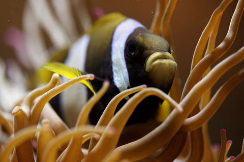 Solitary Islands Aquarium - Hotel Gold Coast 1