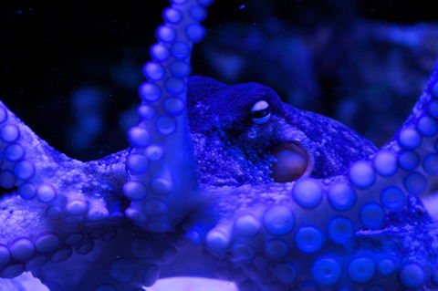 Solitary Islands Aquarium - Hotel Gold Coast 2