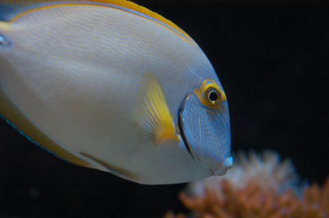 Solitary Islands Aquarium - Hotel Gold Coast 3