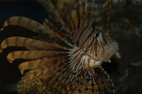 Solitary Islands Aquarium - Hotel Gold Coast 4