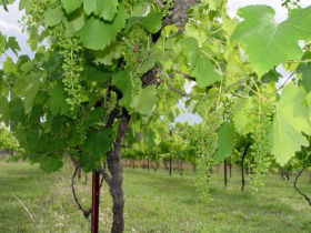 Holland Wines - Hotel Gold Coast 0