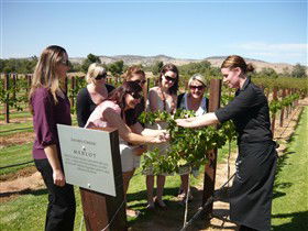 Jacob's Creek Vineyard Tour - Hotel Gold Coast 2