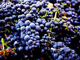 Nandroya Vineyard - Hotel Gold Coast 0
