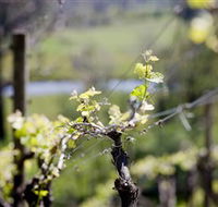 Mount Cole WineWorks - Hotel Gold Coast