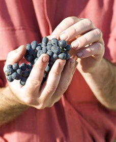 Brown Magpie Wines - Hotel Gold Coast 0