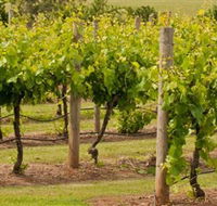 Mt Coghill Vineyard - Hotel Gold Coast
