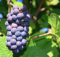 Tinderbox Vineyard - Hotel Gold Coast