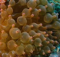 Coral Gardens Dive Site Mooloolaba - Hotel Gold Coast