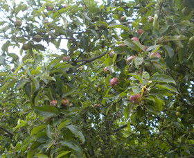 Tin Shed Cider - Hotel Gold Coast 1