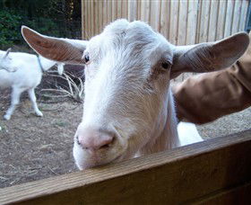 Drysdale Cheeses - Hotel Gold Coast 0