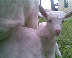 Drysdale Cheeses - Hotel Gold Coast 3