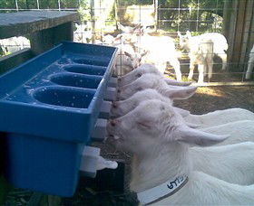 Drysdale Cheeses - Hotel Gold Coast 9