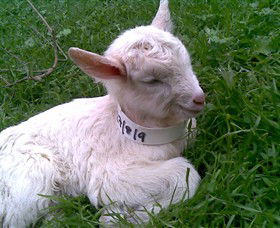 Drysdale Cheeses - Hotel Gold Coast 12