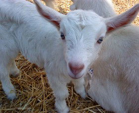 Drysdale Cheeses - Hotel Gold Coast 14