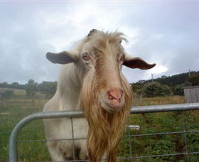 Drysdale Cheeses - Hotel Gold Coast 16