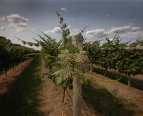 Punt Road Winery - Hotel Gold Coast 7