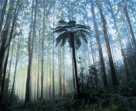 Yarra Ranges National Park - Hotel Gold Coast 0