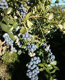 Gunnadoo Berries - Hotel Gold Coast 2