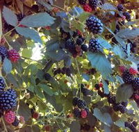 Gunnadoo Berries - Hotel Gold Coast