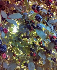 Gunnadoo Berries - Hotel Gold Coast 0