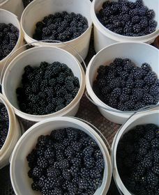 Gunnadoo Berries - Hotel Gold Coast 3