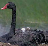 French Island Marine National Park - Hotel Gold Coast