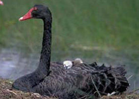 French Island Marine National Park - Hotel Gold Coast 0