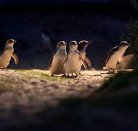 Phillip Island Nature Parks - Hotel Gold Coast