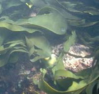 Churchill Island Marine National Park - Hotel Gold Coast