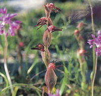 Carnamah-Eneabba Wildflower Drive - Hotel Gold Coast