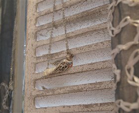 Sacs On Jenkins - Hotel Gold Coast 6