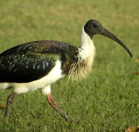 Toowoomba Water Bird Habitat - Hotel Gold Coast