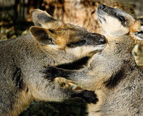 All Sydney Touring - Hotel Gold Coast 5