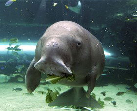 SEA LIFE Sydney Aquarium - Hotel Gold Coast 1