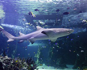 SEA LIFE Sydney Aquarium - Hotel Gold Coast 0
