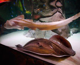 SEA LIFE Sydney Aquarium - Hotel Gold Coast 4