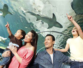 SEA LIFE Sydney Aquarium - Hotel Gold Coast 7