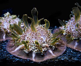 SEA LIFE Sydney Aquarium - Hotel Gold Coast 8