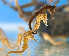 SEA LIFE Sydney Aquarium - Hotel Gold Coast 6