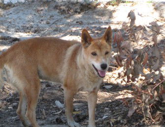 Cohunu Koala Park - Hotel Gold Coast 0