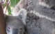 Cohunu Koala Park - thumb 1