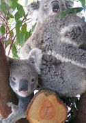 Cohunu Koala Park - Hotel Gold Coast 1