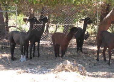 Cohunu Koala Park - Hotel Gold Coast 2