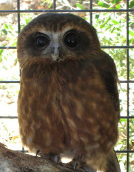 Cohunu Koala Park - Hotel Gold Coast 3