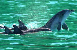 Sydney Weekend Adventures - Hotel Gold Coast 1