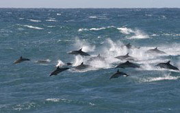 Tamboi Queen Cruises - Hotel Gold Coast 0